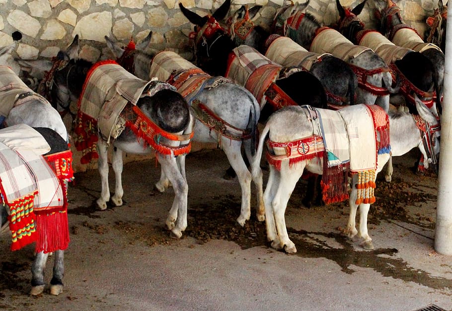 burros, donkey, beast of burden, spain, andalucia, mijas spain, white villages, conservation, tradition, tourism