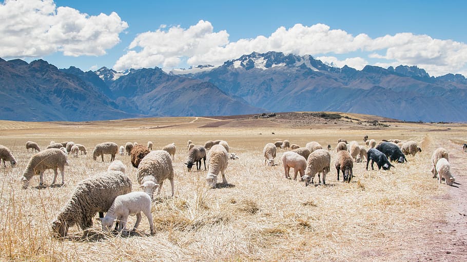 rebanho, ovelha, campo de grama, montanhas, branco, ovelhas, animais, grama, campo, picos