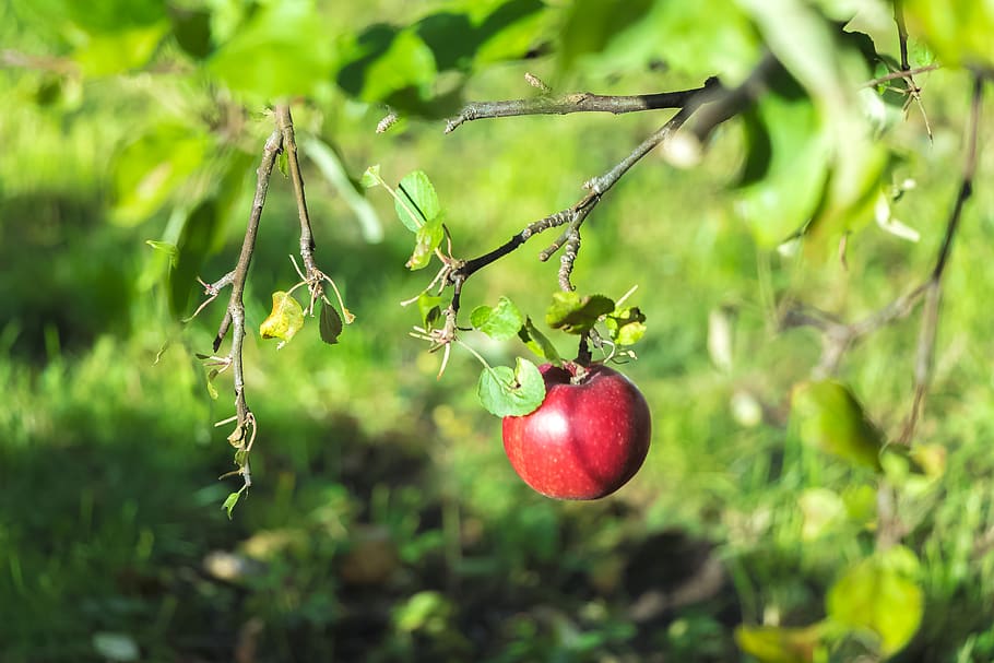 maçã, incrível, foto, outono, cânone, vermelho, ensolarado, jardim, fruta, alimentação saudável