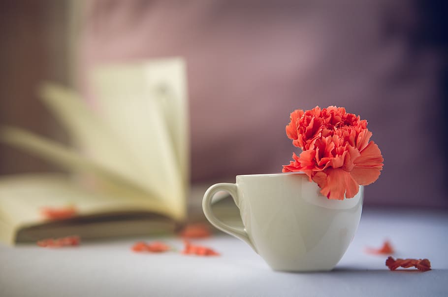 flower, red, rest, calm, relaxation, read, time, calmness, silent, book