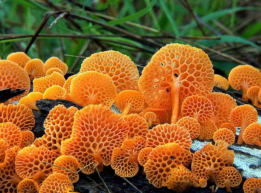 Orange, pore, fungus, Favolaschia, calocera, mushrooms, wood, log, plant, close-up