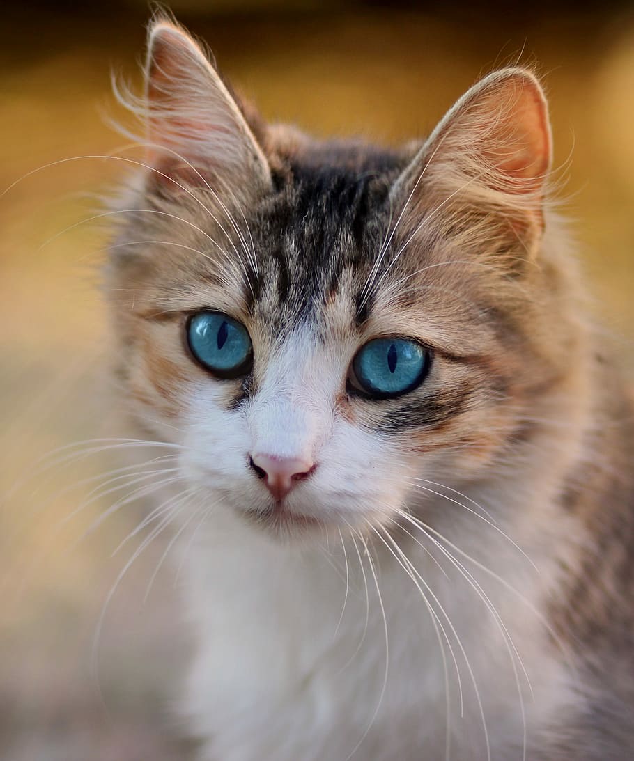 closeup, foto, coklat, kucing, mata biru, tentang, kesayangan, domestik, tema hewan, hewan peliharaan