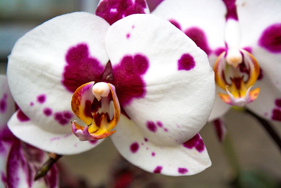 Orquídea, Roxo, Branco, Manchado, Flor, natureza, close-up, botânica,  jardim, cor rosa | Pxfuel