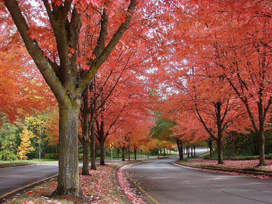 musim gugur, pohon tumbang, indah, oktober, bersemangat, pohon, tanaman, perubahan, keindahan di alam, jalan ke depan