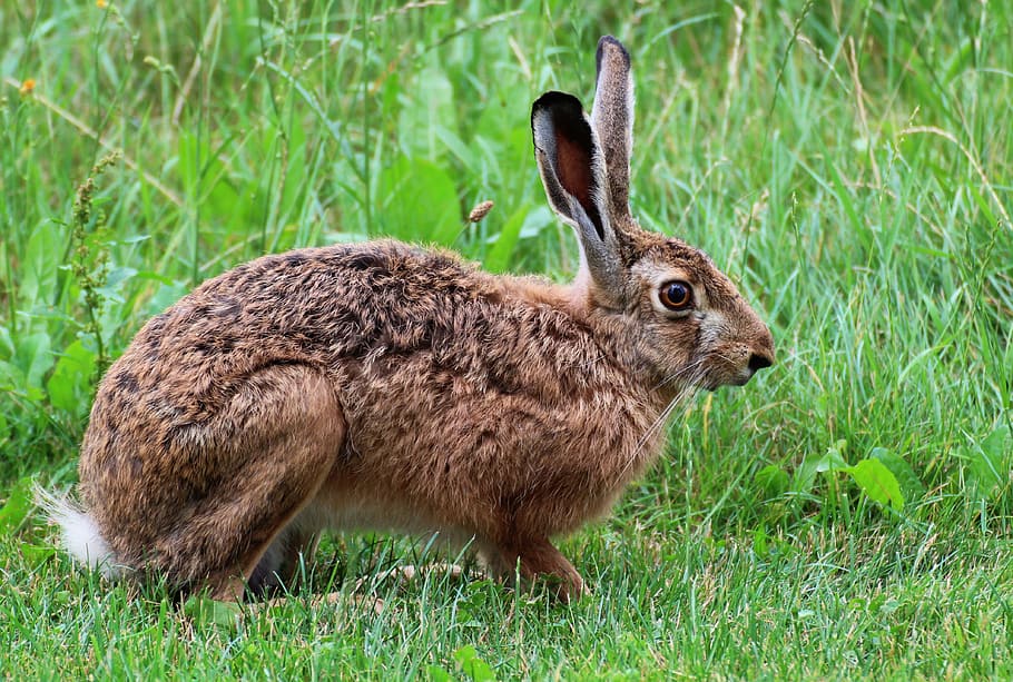 brown, rabbit, green, grass, daytime, green grass, hare, animal, nature, bunny