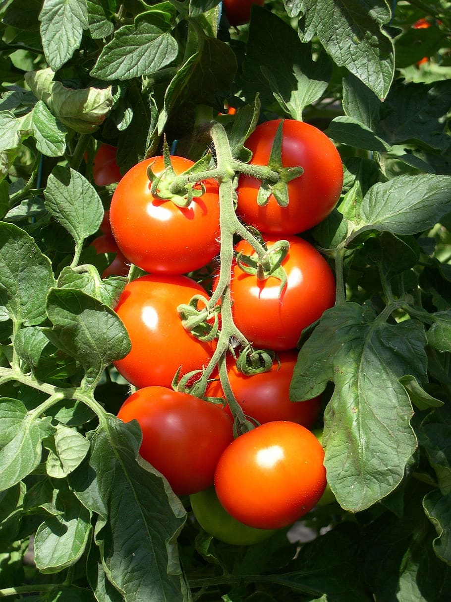 tomat semak, tomat, merah, sayuran, salad, nutrisi, sehat, makanan, vitamin, pasar sayuran segar