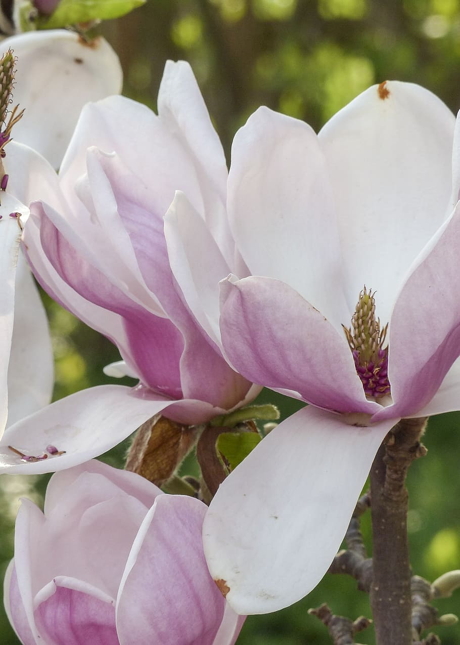 magnolia, pink, spring, blossom, nature, flower, magnolia tree, magnolia blossom, spring flowers, garden
