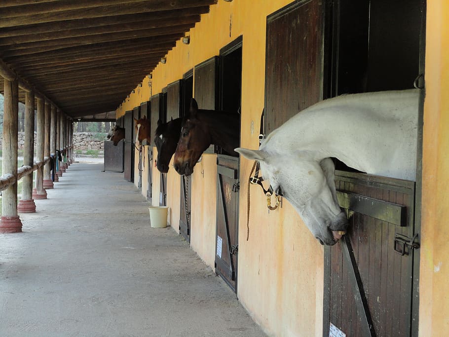 the horses are, barn, white, brown, head, overview, the prisoner, ride, horse, animal