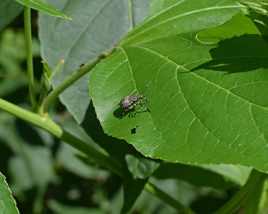 brown marmorated stink bug, insect, pest, animal, brown, nature, leaf, plant part, green color, one animal