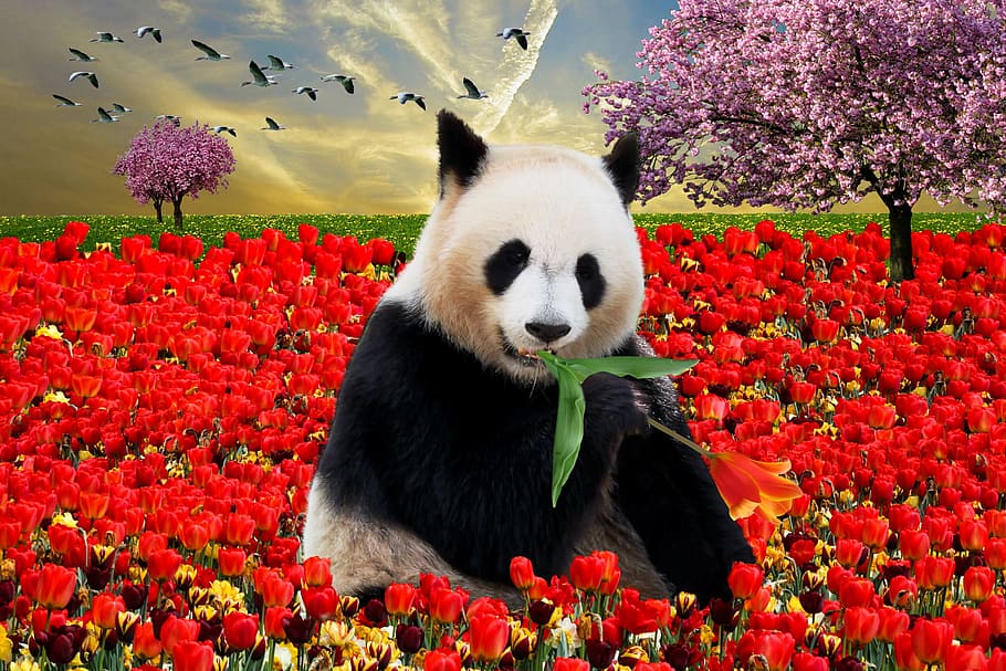panda, beruang, dikelilingi, mawar, bunga, emosi, alam, hewan, musim semi, kebangkitan musim semi