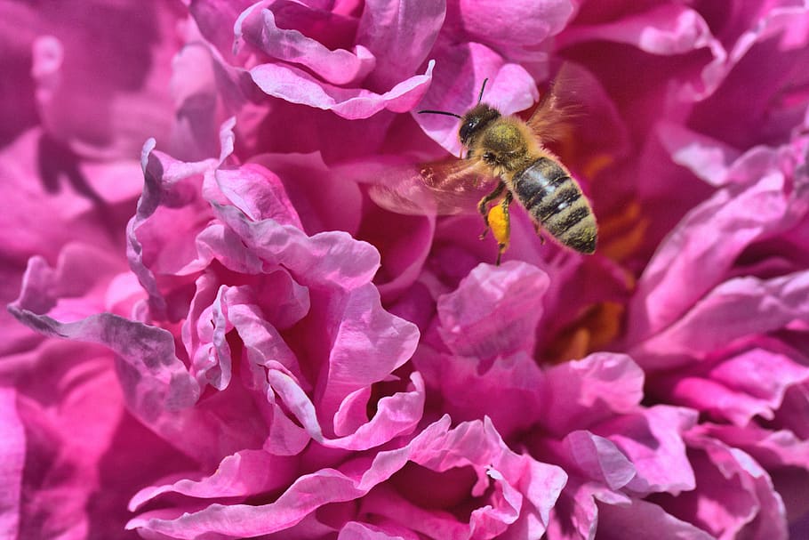 peony, bee, pink, paeonia, blossom, bloom, pollen, flower, flowering plant, insect