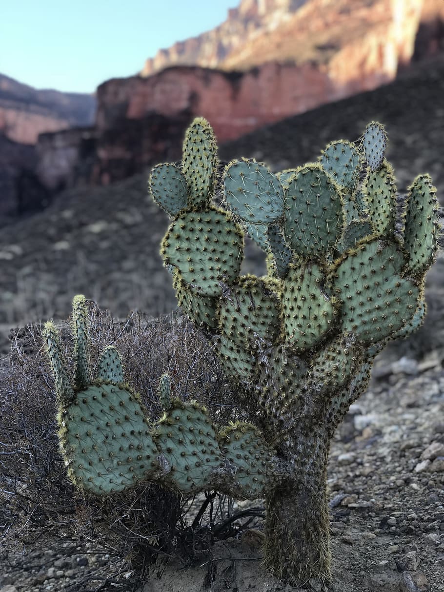 サボテン 砂漠 自然 乾燥 多肉植物 グランドキャニオン アリゾナ 人なし 前景に焦点を当て スパイク Pxfuel