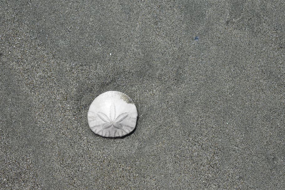 desktop, sand, beach, pattern, abstract, shell, seashell, sand dollar, sea, nature