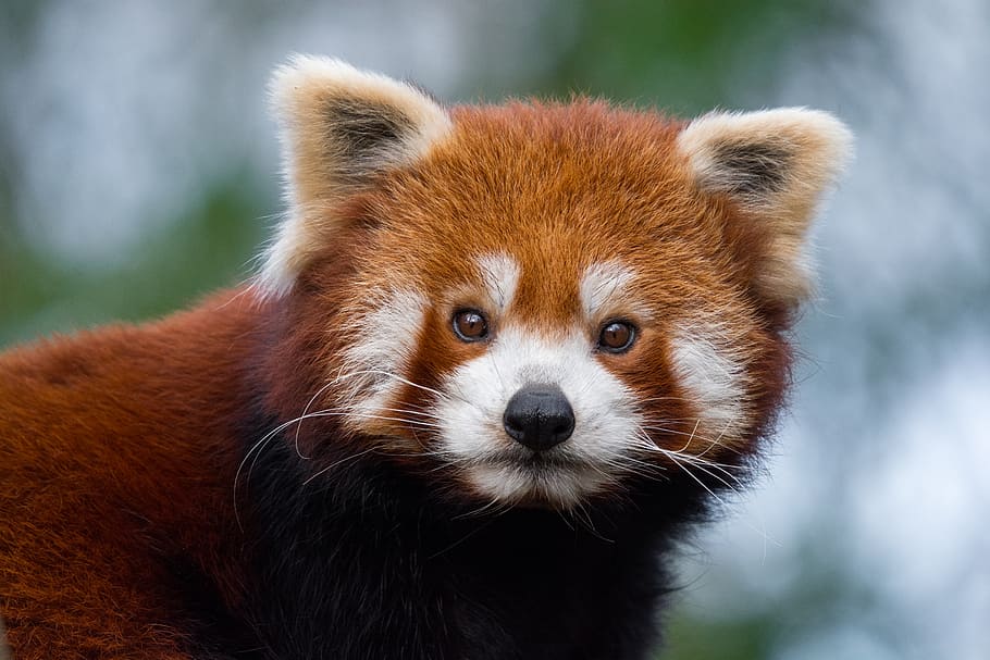 Red Panda, red panda photograph, one animal, animal themes, animal wildlife, animal, mammal, animals in the wild, focus on foreground, panda - animal