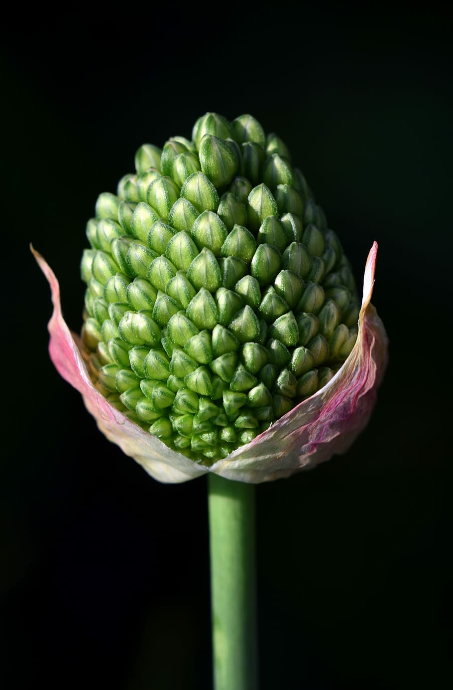 green flower bud, leek, ornamental onion, nature, plant, garden, leek flower, leek greenhouse, close, bud