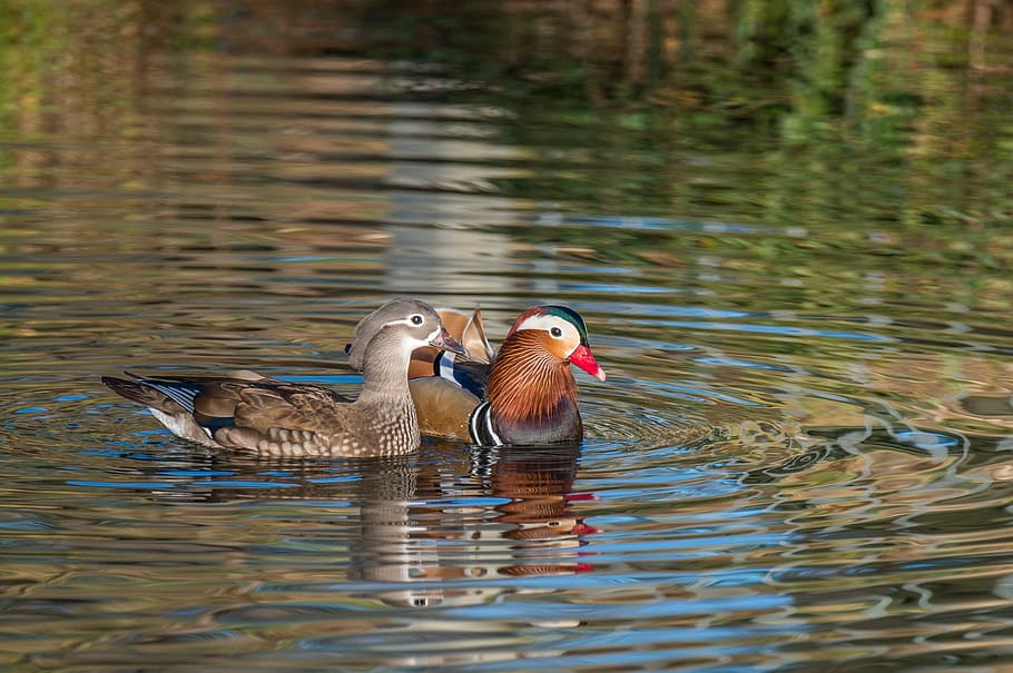 two, brown, ducks, swimming, body, water, mandarin ducks, aix galericulata, pair, couple