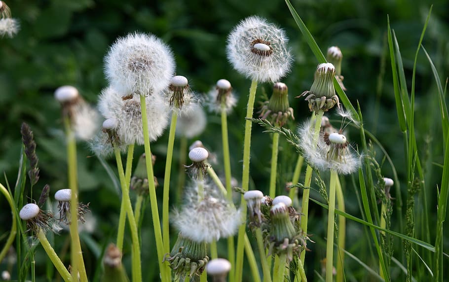 dandelions, meadow, flowers, summer, plant, growth, flower, flowering plant, beauty in nature, nature