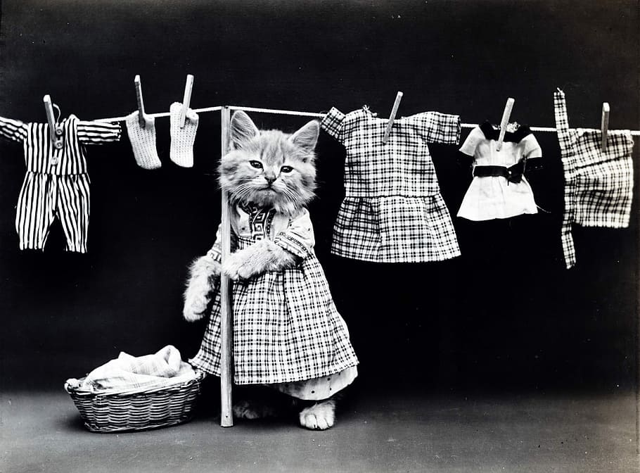 foto en escala de grises, gato, vistiendo, vestido, inclinado, palo, escala de grises, foto, gatito, vintage