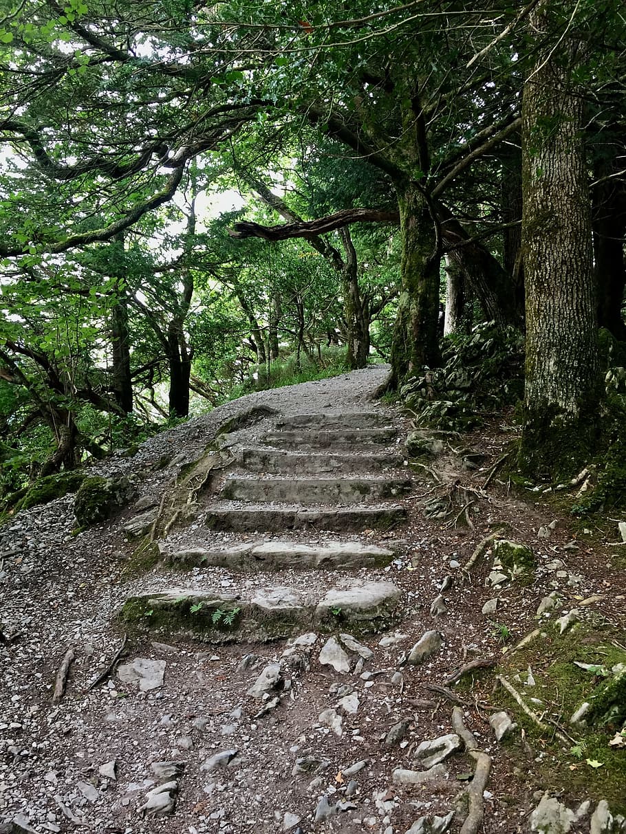 away, stairs, gradually, stone, rise, stair step, staircase, forest, stone steps, rock