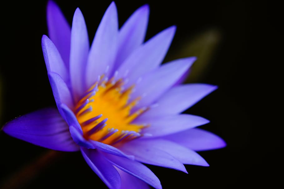 closeup, foto, ungu, bunga petaled, fokus, fotografi, lotus, bunga, alam, daun bunga