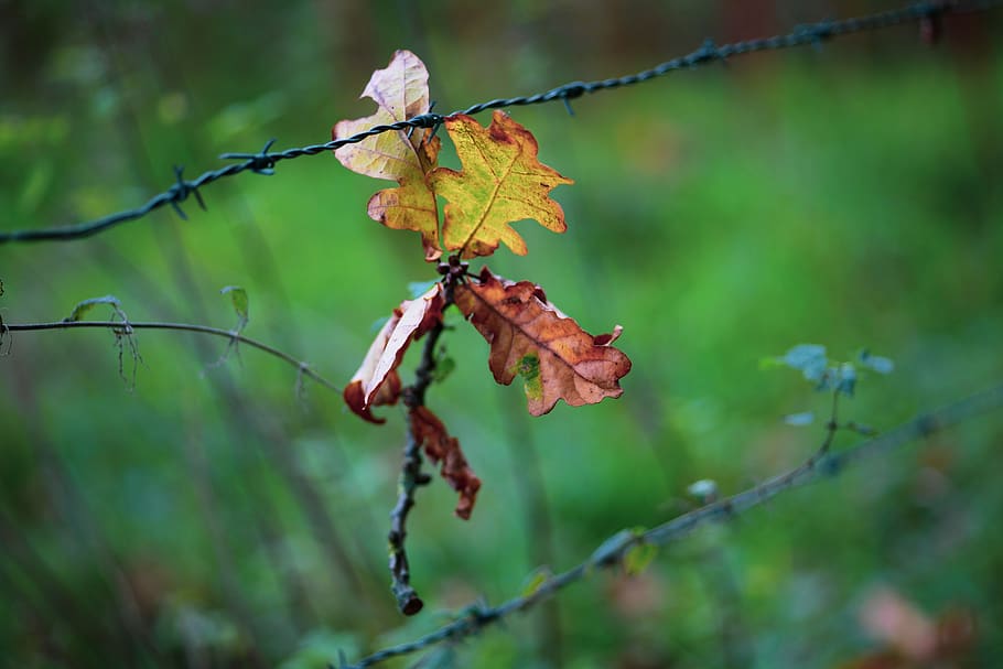oak, barbed wire, symbolism, caught, fence, border, leaves, autumn, bleak, mourning