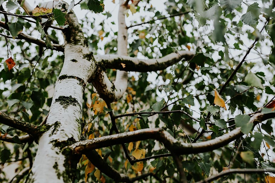 putih, daun, pohon, cabang, kulit kayu, Birch, menanam, pertumbuhan, tampilan sudut rendah, fokus pada latar depan