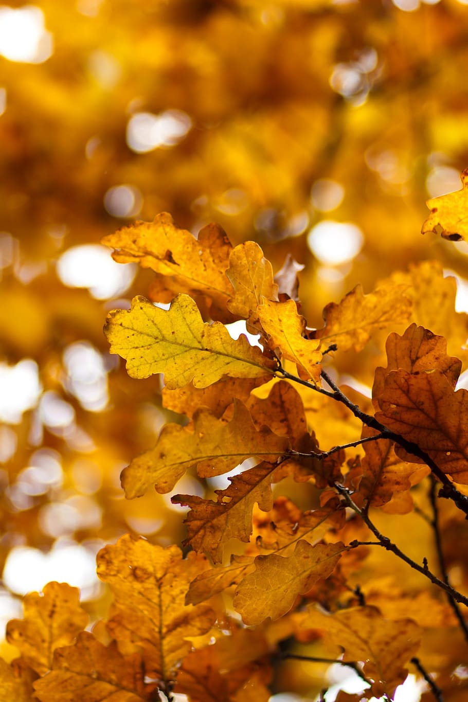 黄色いシート, 秋, オーク, オークの葉, listopad, 黄色の葉, 黄金色の秋, 葉, 秋の葉, 紅葉