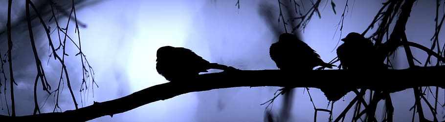 silhouette photo, three, perched, tree brand, Refrigerator, Sparrows, Winter, Birds, sparrow, snow
