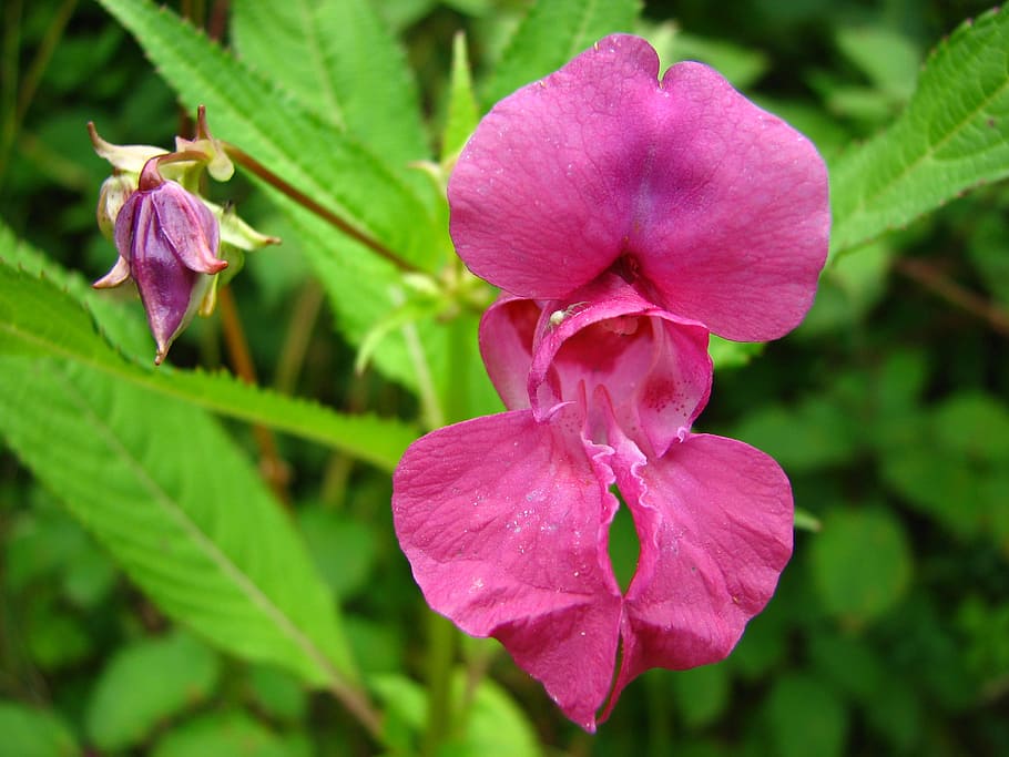 indian springkraut, balsam, blossom, bloom, pink, purple, wuppertal orchid, himalayan balsam, emscher orchid, balsaminengewaechs