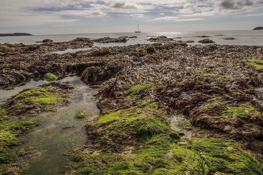 seaweed, mud, water, shore, coast, boat, beauty in nature, scenics - nature, sea, land