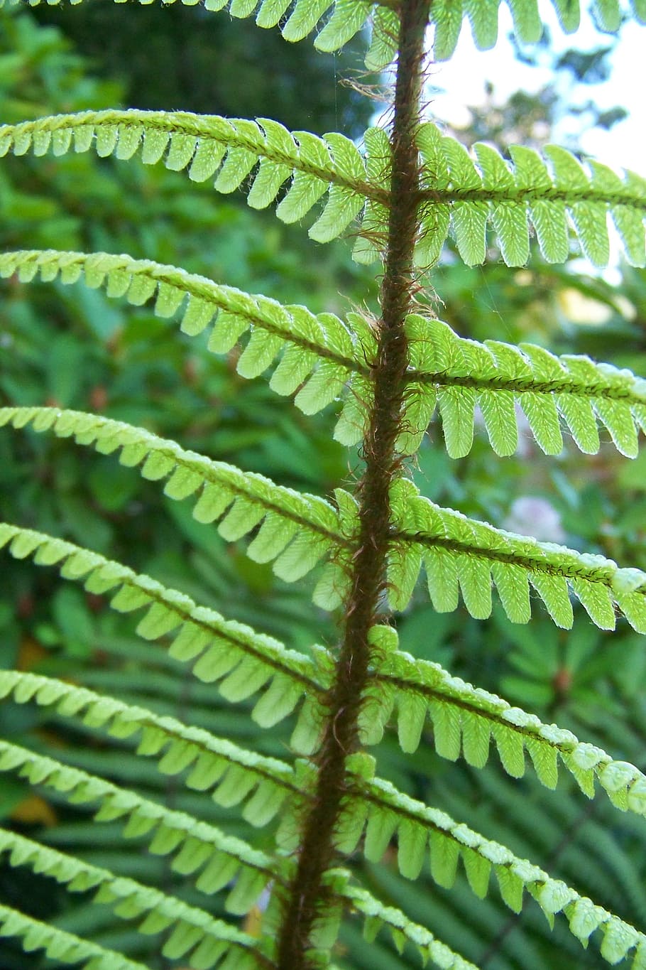 ferns, green, leafy, foliage, leaves, greenery, flora, abstracts, macro, nature