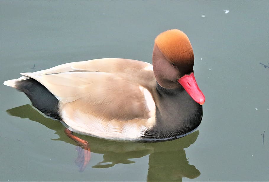 bird, waterbird, wildlife, plumage, colourful, pochard, red crested pochard, lake, duck, close up