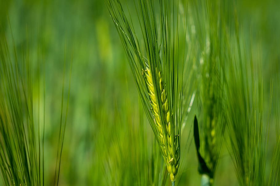 cereales, espigas, campo, trigo, cosecha, cebada, color verde, planta, cultivo, crecimiento