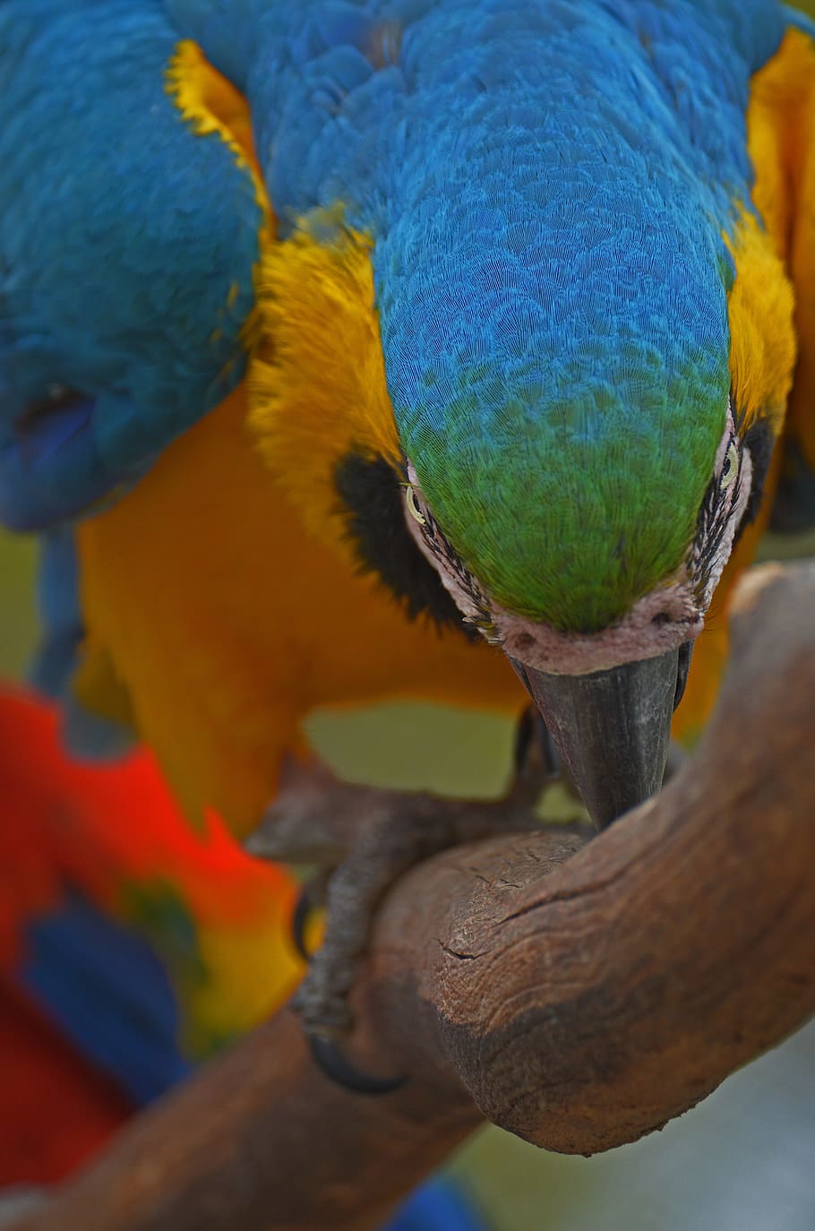 オウム 鳥 カラフル 動物 羽 動物園 青 飛ぶ 動物の世界 カラフルな羽 Pxfuel