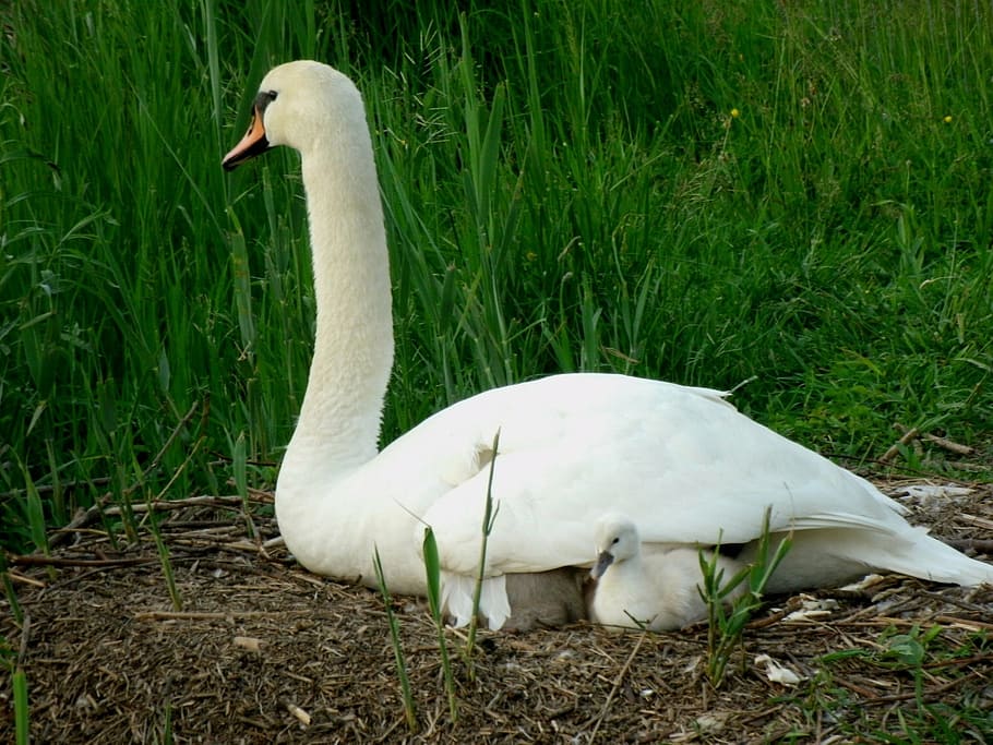 swan, young, plumage, cygnet, schwimmvogel, fluffy, swan young, young swan, bird, vertebrate