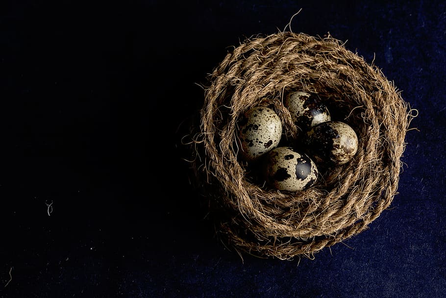 ovos de codorna, ninho de corda, marrom, corda, ninho, codorna, ovos, animal Ninho, ovo animal, ninho de pássaro