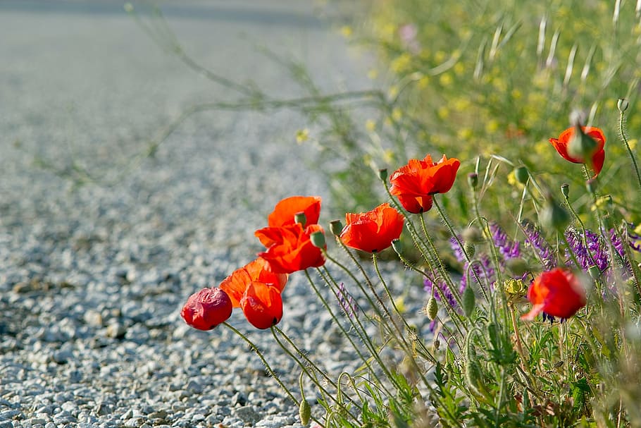 poppies, red flowers, road, summer, blossom, day, bright, flower, flowering plant, plant