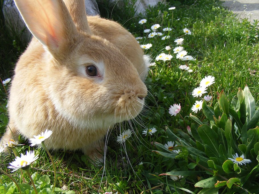 brown, rabbit, green, grass, bunny, pets, animals, mammal, animal, plant