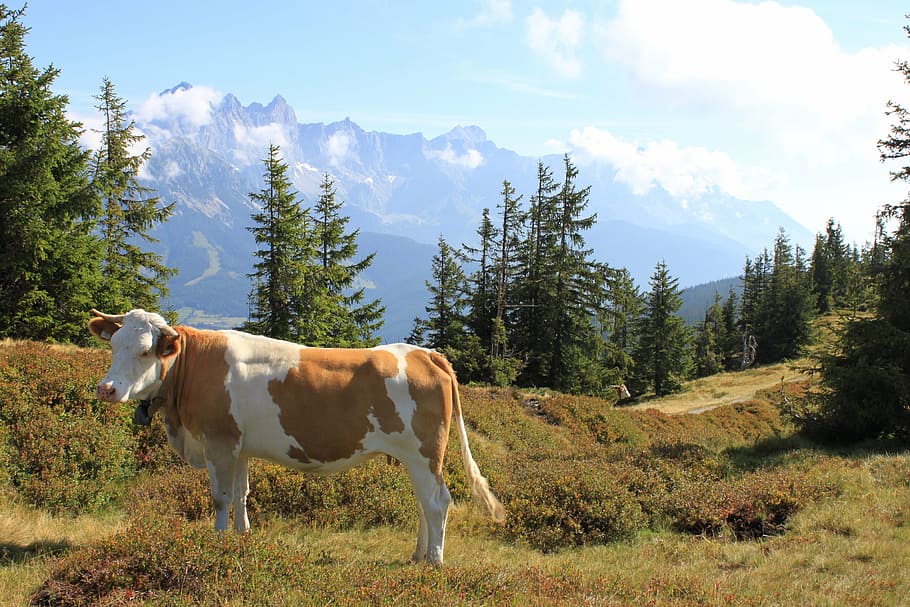 mountain landscape, cow, austria, mountains, pasture, alpine, nature, mountain, meadow, cattle