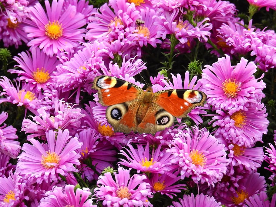 selectivo, fotografía de enfoque, mariposa de pavo real, púrpura, flores de pétalos, flores, naturaleza, planta, mariposa, pavo real