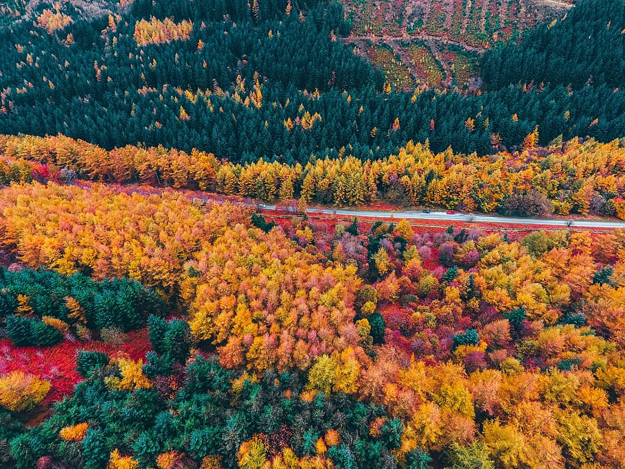 foliage, aerial, road, colorful, trees, drone, scenic, fall, seasonal, natural