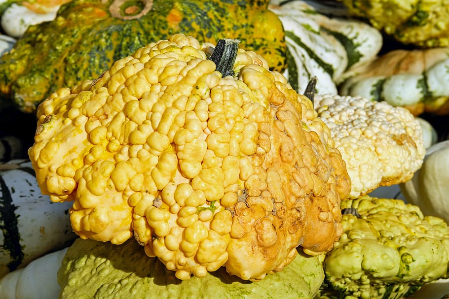 vegetables, pumpkin, gourd, autumn, autumn motive, time of year, pumpkins autumn, harvest, food, fruits