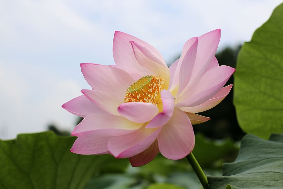 merah muda, bunga teratai air, bunga lotus, kecantikan, keindahan, alami, kelopak mawar, menyirami tanaman, ao, kapas gun