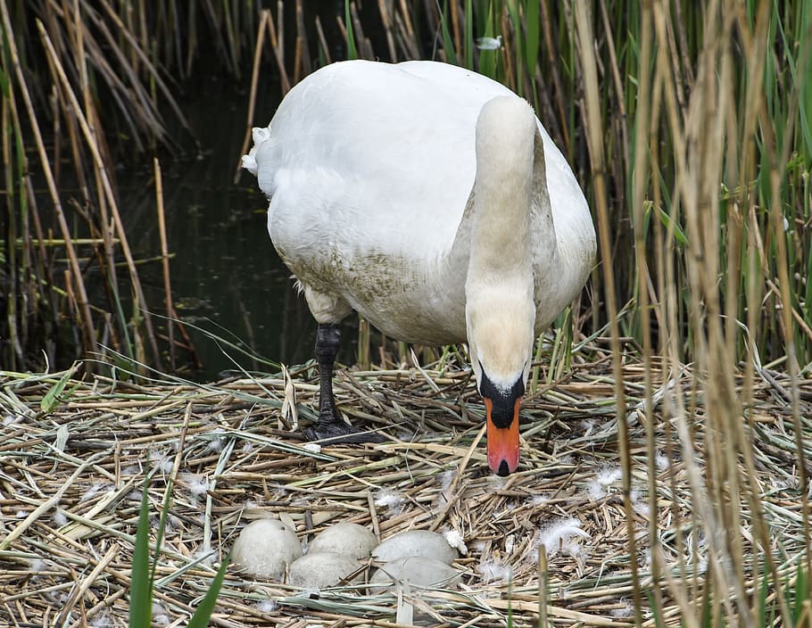 swan, eggs, b, bird, nature, nest, white, wild, wildlife, water