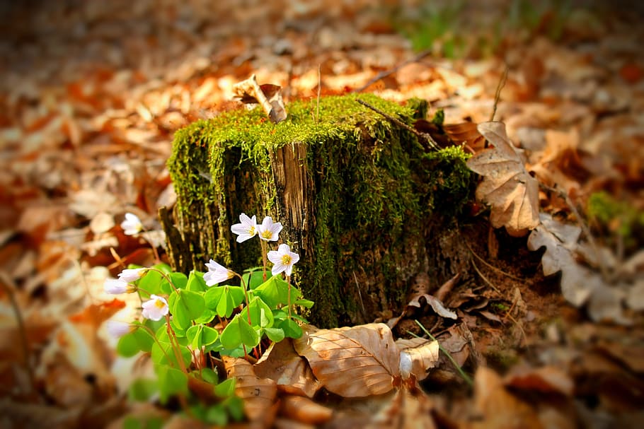 selectivo, foto de enfoque, marrón, registro de madera, bosque, flor del bosque, avar, otoño, temporada, floración
