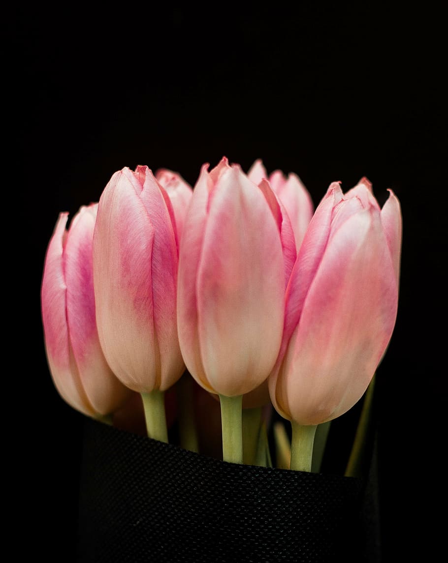 pink tulip flowers, close, photography, pink, tulips, dark, black, petal, flower, bunch