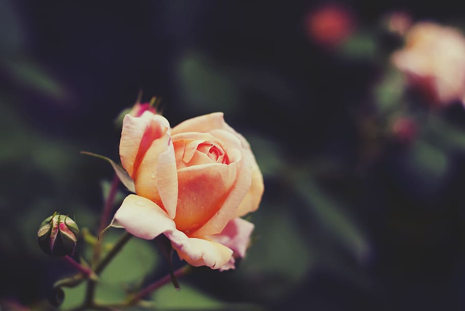 selective, focus photography, peach, rose, flower, orange, pink rose, petal, rose petals, macro