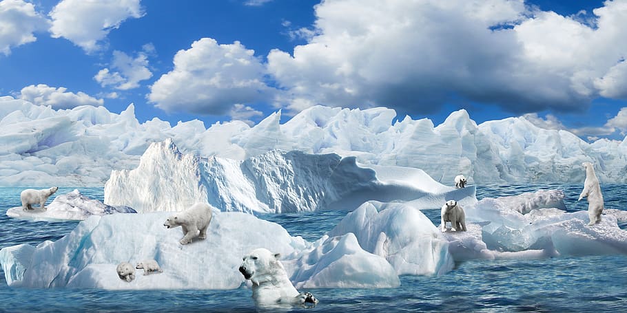 plano de fundo, compondo, natureza, animais, ursos polares, icebergs, ártico, frio, mudança climática, habitat