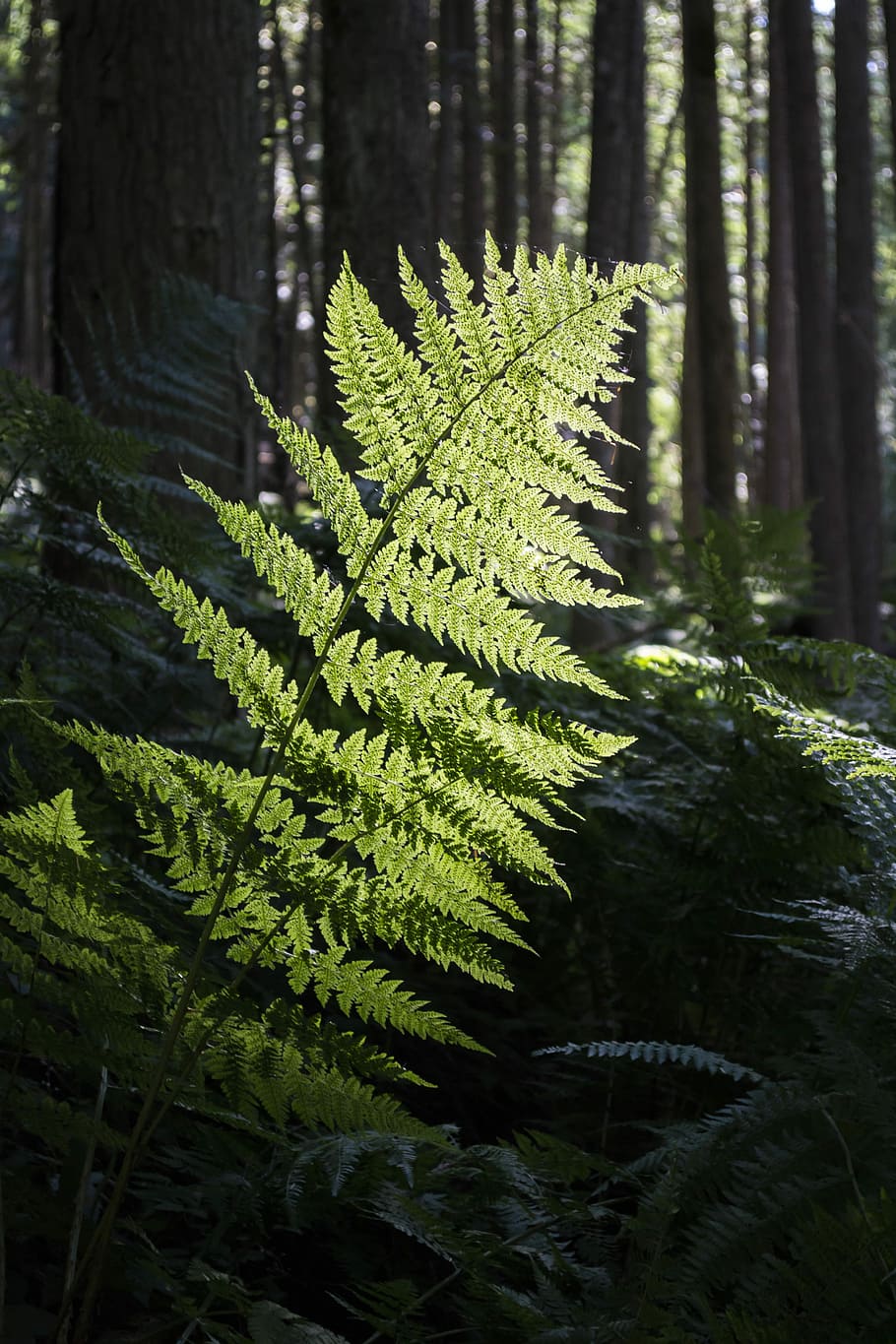 close-up photo, green, fern plant, Forest, Path, Magic, Magical, Nature, natural, trees