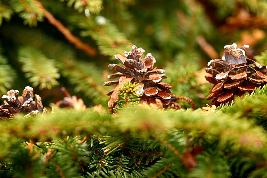 nature, tree, season, outdoors, pinecone, plant, selective focus, growth, coniferous tree, pine tree